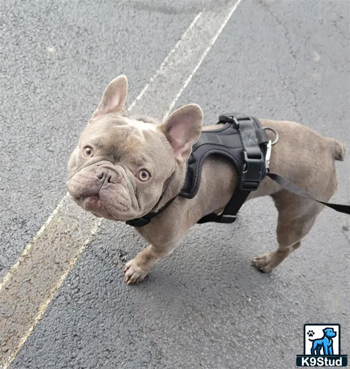 French Bulldog stud dog