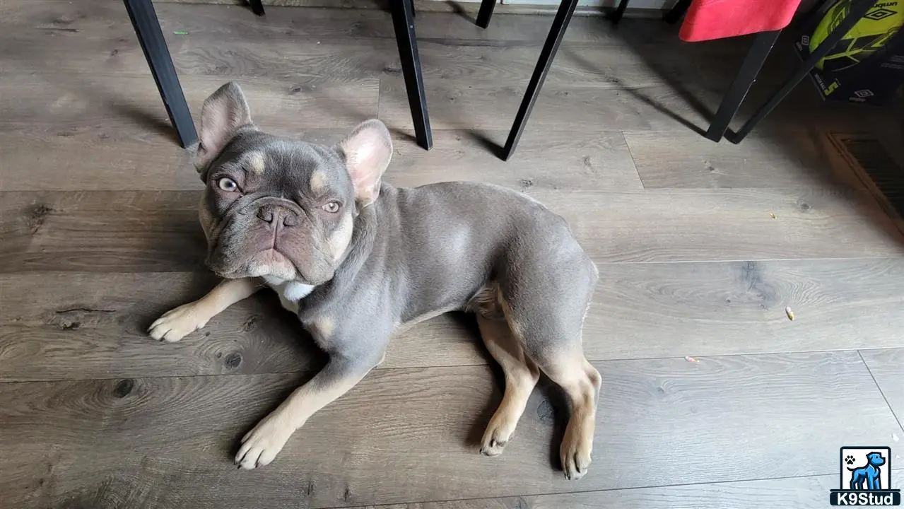 French Bulldog stud dog