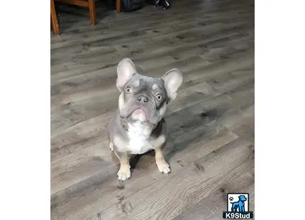 French Bulldog