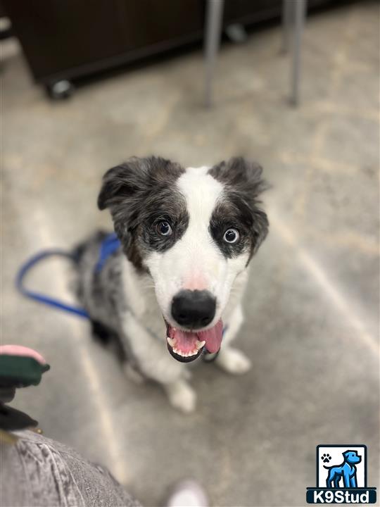 a aussiedoodle dog on a leash
