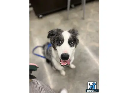 a aussiedoodle dog on a leash