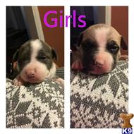 american pit bull puppy posted by jubzz