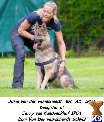 German Shepherd puppy for sale: a person with a german shepherd dog