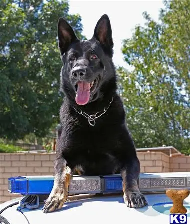 German Shepherd puppy for sale: a german shepherd dog sitting on a trampoline
