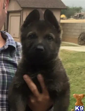 German Shepherd puppy for sale: a person holding a german shepherd dog