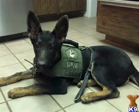 German Shepherd puppy for sale: a german shepherd dog wearing a vest