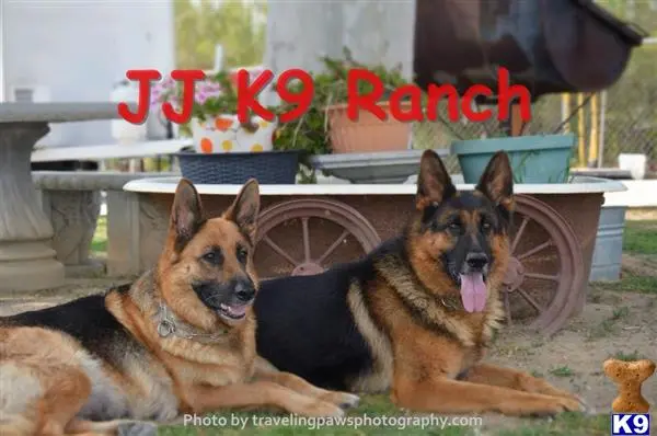 German Shepherd puppy for sale: a couple of german shepherd dogs lying on the ground