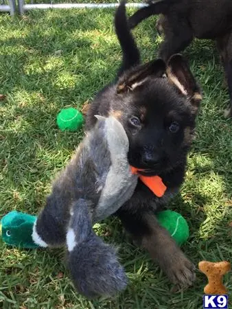 German Shepherd puppy for sale: a german shepherd dog holding a stuffed animal