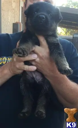 German Shepherd puppy for sale: a person holding a german shepherd dog