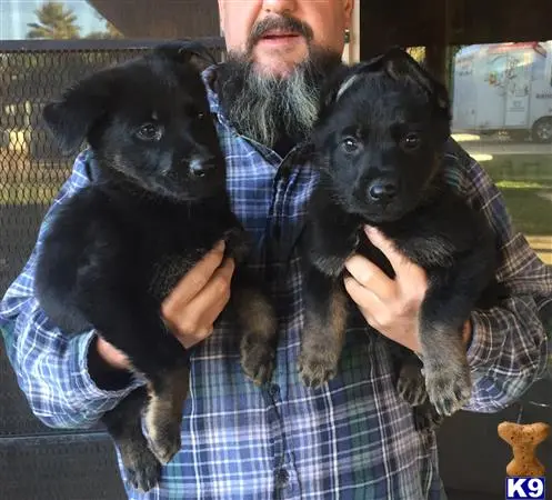German Shepherd puppy for sale: a person holding two german shepherd dogs