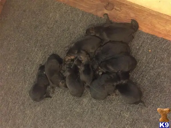 German Shepherd puppy for sale: a group of turtles on the floor
