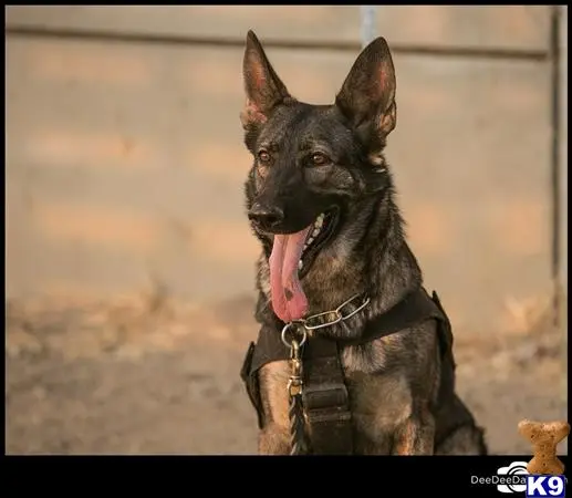 German Shepherd puppy for sale: a german shepherd dog wearing a garment