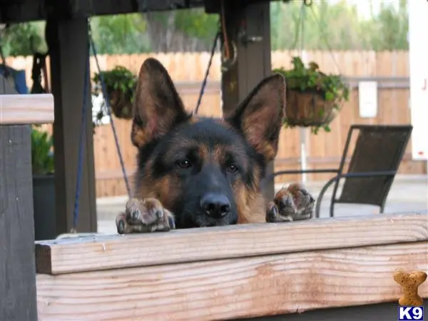 German Shepherd puppy for sale: a german shepherd dog lying on a wooden table