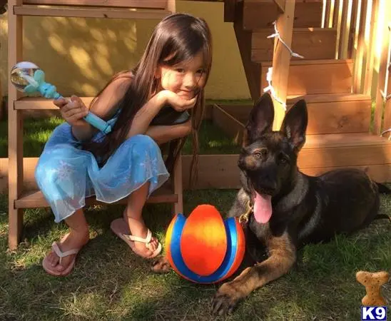 German Shepherd puppy for sale: a girl sitting next to a german shepherd dog