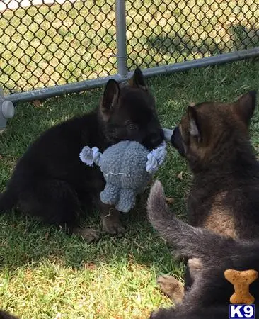 German Shepherd puppy for sale: a couple of german shepherd dogs playing with a stuffed animal in a cage