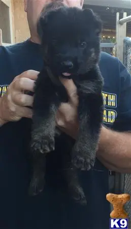 German Shepherd puppy for sale: a man holding a german shepherd dog