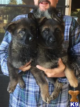 German Shepherd puppy for sale: a person holding two german shepherd dogs