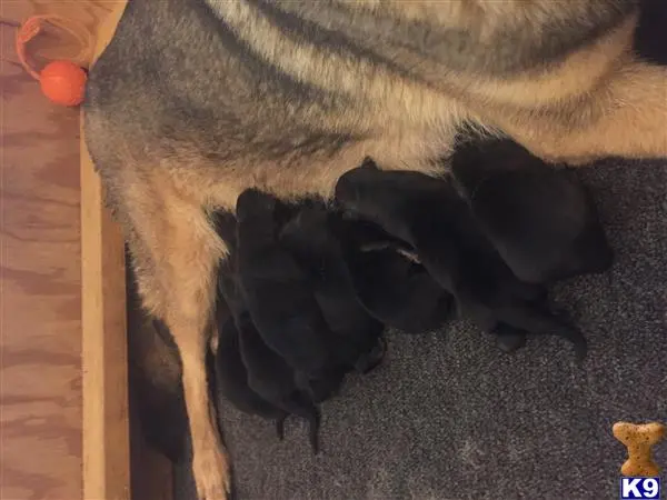 German Shepherd puppy for sale: a group of black german shepherd puppies