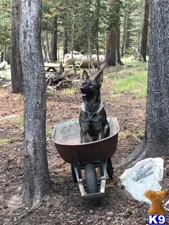 German Shepherd puppy for sale: a german shepherd dog sitting on a wheelbarrow in the woods