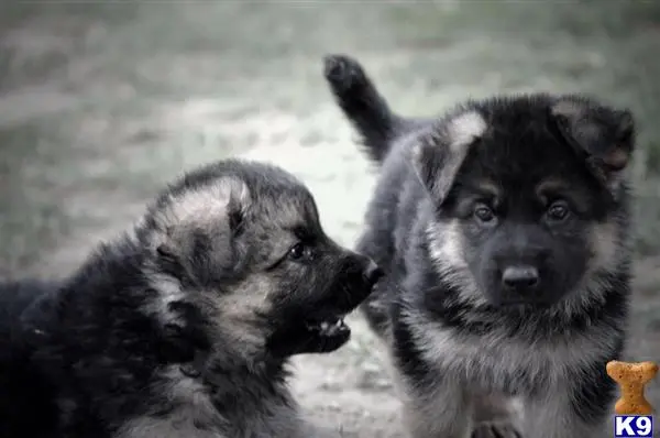 German Shepherd puppy for sale: a couple of german shepherd dogs