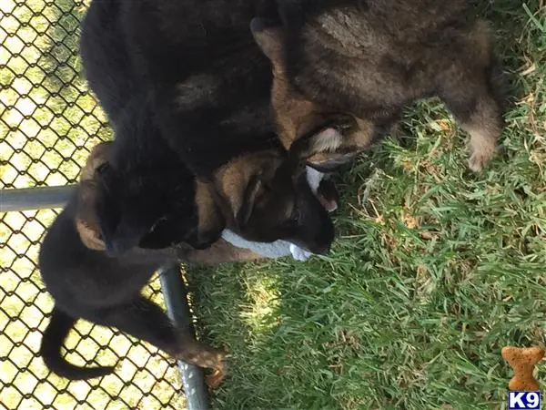 German Shepherd puppy for sale: a couple of german shepherd dogs in a cage