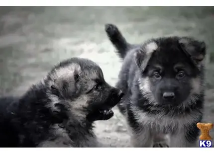 German Shepherd puppy for sale: a couple of german shepherd dogs