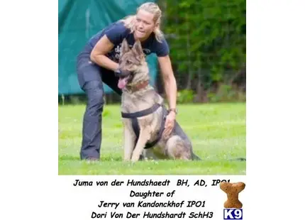 German Shepherd puppy for sale: a person with a german shepherd dog
