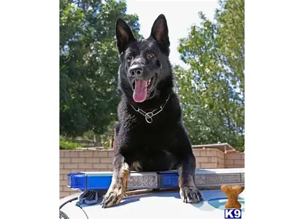 German Shepherd puppy for sale: a german shepherd dog sitting on a trampoline