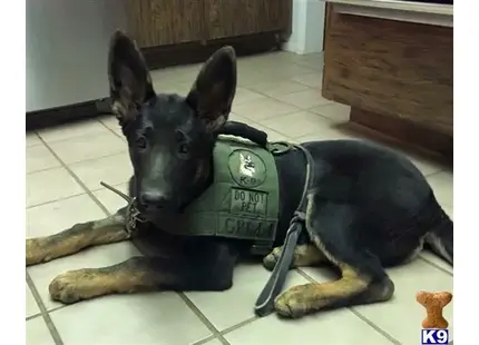 German Shepherd puppy for sale: a german shepherd dog wearing a vest