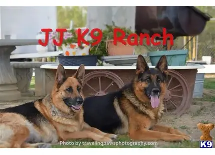 German Shepherd puppy for sale: a couple of german shepherd dogs lying on the ground