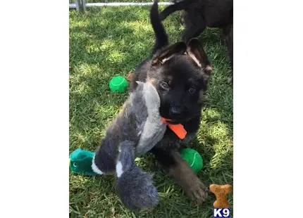German Shepherd puppy for sale: a german shepherd dog holding a stuffed animal