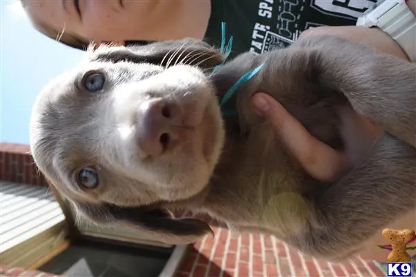 Weimaraner