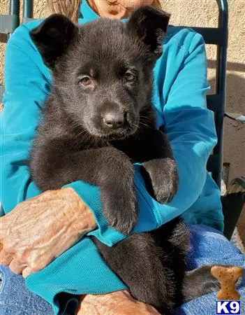 German Shepherd puppy for sale