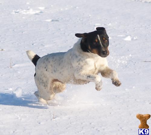 Jack Russell Terrier stud dog