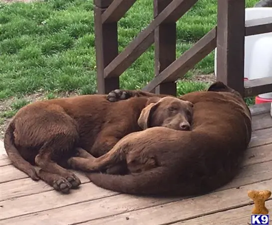 Labrador Retriever puppy for sale