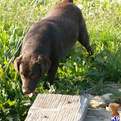 Labrador Retriever stud dog