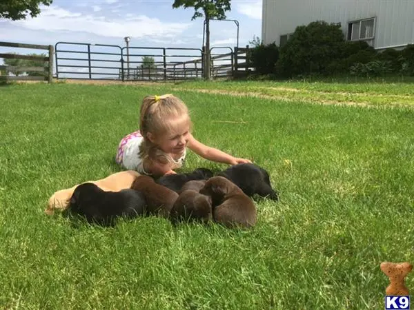 Labrador Retriever puppy for sale