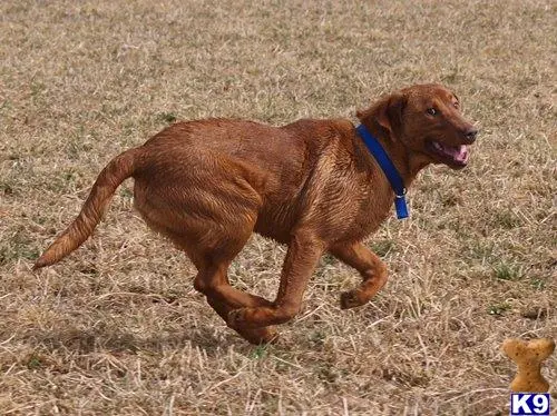 Labrador Retriever stud dog