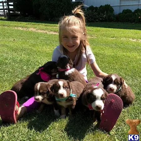 Miniature Australian Shepherd