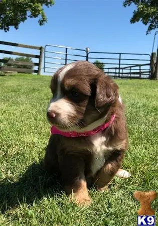 Miniature Australian Shepherd puppy for sale