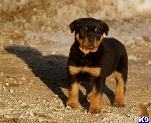 Rottweiler puppy for sale