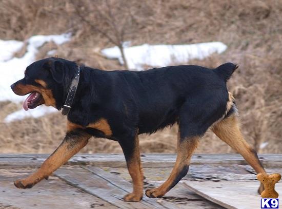 Rottweiler stud dog