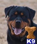 Rottweiler stud dog