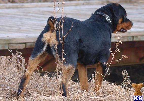 Rottweiler stud dog