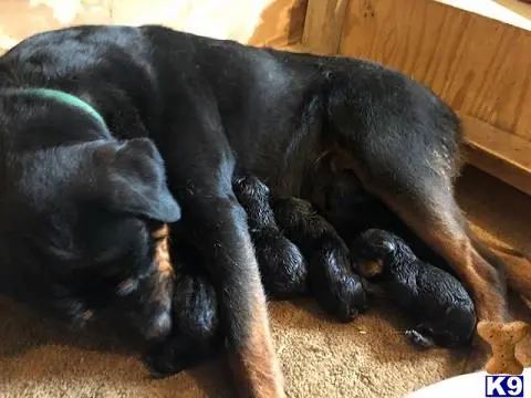 Rottweiler puppy for sale