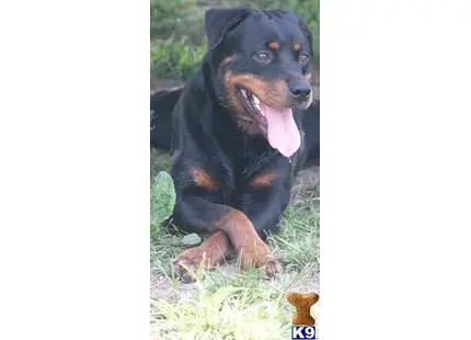 Rottweiler