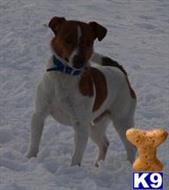Jack Russell Terrier stud dog: Brown and white Jack Russell Terrier standing on snow