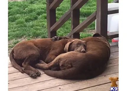 a labrador retriever dog lying on a deck