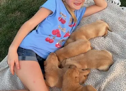 Labrador Retriever puppy for sale: Girl lying on a blanket with several sleeping golden puppies