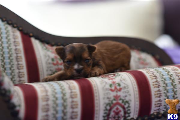 Yorkshire Terrier dog